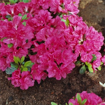 Азалия японская "Канзонетта" (Azalea japonica "Canzonetta")
