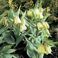 Фритиллярия Pallidiflora (луковицы)