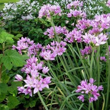 Аллиум Unifolium (луковицы)
