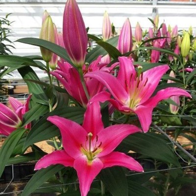 Лилия ориентальная Viviana