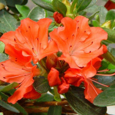 Азалия японская "Ледиканенс" (Azalea japonica "Ledikanense") Азалия японская "Ледиканенс" (Azalea japonica "Ledikanense")