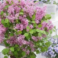 Сирень мейера Flowerfesta Рink Сирень мейера Flowerfesta Рink