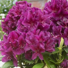 Рододендрон Полярная ночь (3 года)