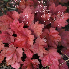 Гейхера Autumn Leaves (саженцы)