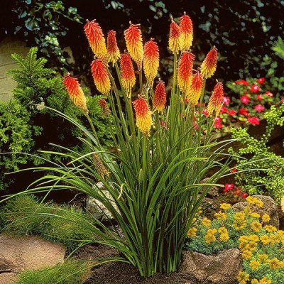 Книфофия Uvaria Grandiflora
