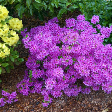 Азалия японская "Блю Дануб" (Azalea japonica "Blue Danube") Азалия японская "Блю Дануб" (Azalea japonica "Blue Danube")