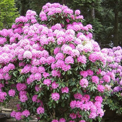 Рододендрон Roseum elegans (3 года)