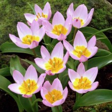 Тюльпан ботанический Lilac Wonder