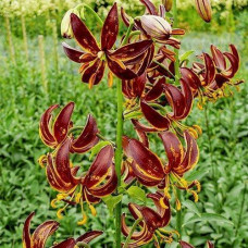 Лилия мартагон Arabian Knigh