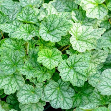 Гейхера Dale's Strain (саженцы)