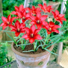 Тюльпан ботанический Linifolia
