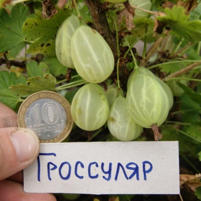 Крыжовник Гроссуляр