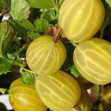 Крыжовник Яровой