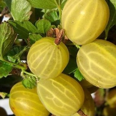 Крыжовник Яровой