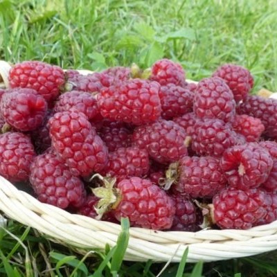 Малина красная Харитейдж