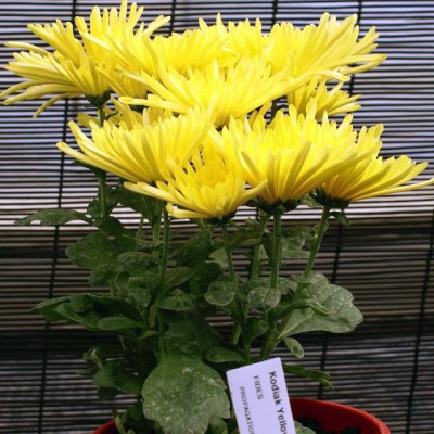 Хризантема Kodiak yellow