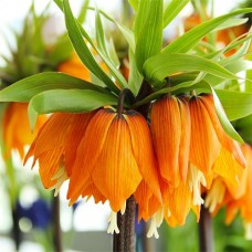 Фритиллярия Imperialis Garland Star Фритиллярия Imperialis Garland Star