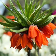 Фритиллярия Imperialis Rubra Фритиллярия Imperialis Rubra