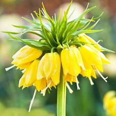 Фритиллярия Maxima Lutea