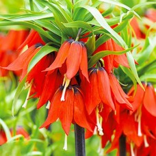 Фритиллярия Rubra Maxima