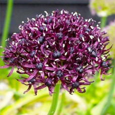 Аллиум Atropurpureum Аллиум Atropurpureum