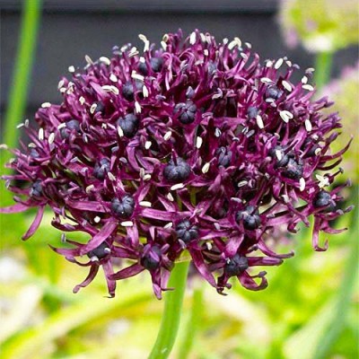 Алліум Atropurpureum