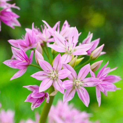 Алліум Unifolium Eros