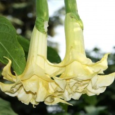 Бругмансия ANGELS DIAMOND Бругмансия ANGELS DIAMOND