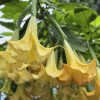 Бругмансия древовидная "Lemon"