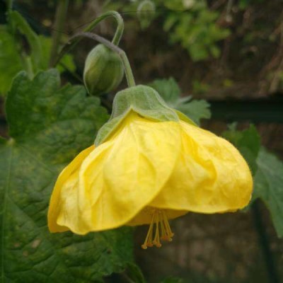 Абутилон BUTTERCUP