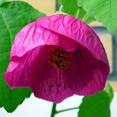 Абутилон LILAC WONDER Абутилон LILAC WONDER
