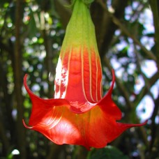 Бругмансия SANGUINEA Бругмансия SANGUINEA