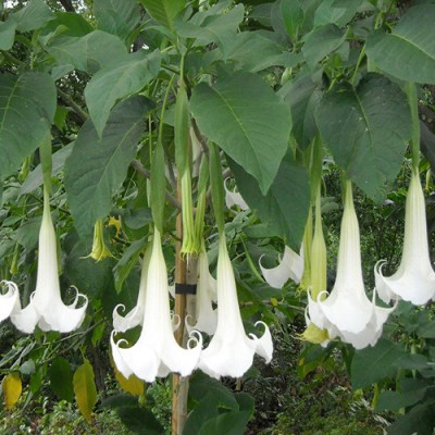 Бругмансия SUAVEOLENS WHITE