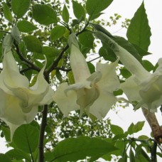 Бругмансия деревовидная "White" Бругмансия деревовидная "White"