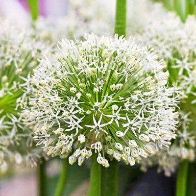Алліум Hirtifolium Var. Album