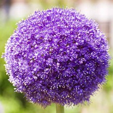 Аллиум Purple Sensation