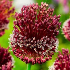 Аллиум Red Mohican