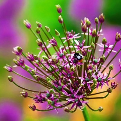 Алліум Spider