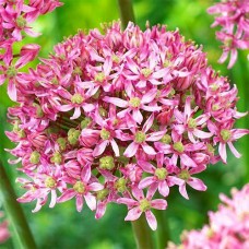 Аллиум Pink Jewel