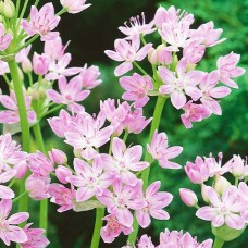 Аллиум Roseum