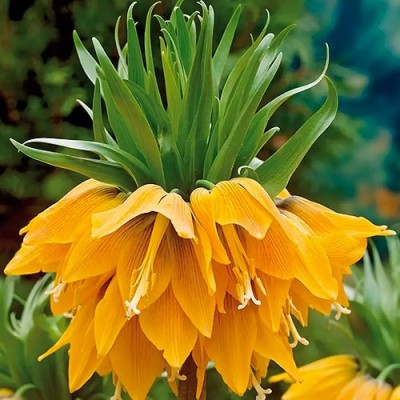 Фрітилярія Imperialis Orange Brilliant