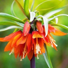 Фритиллярия Imperialis Orange Beauty Фритиллярия Imperialis Orange Beauty