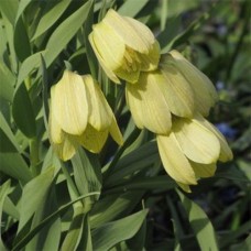 Фритиллярия Pallidiflora