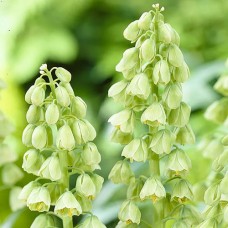 Фритиллярия Persica Ivory Bells