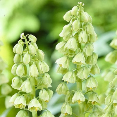 Фрітилярія Persica Ivory Bells