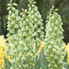 Фритиллярия Persica Alba