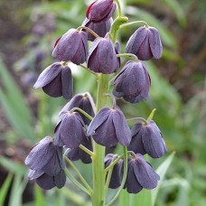Фритиллярия Persica Purple Favorite