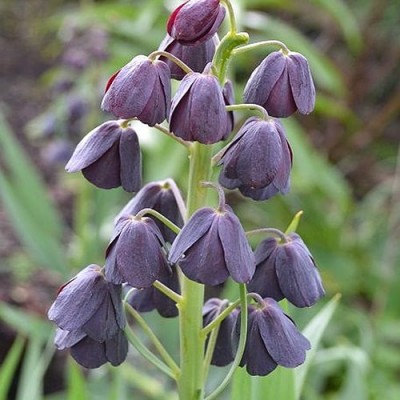 Фрітилярія Persica Purple Favorite