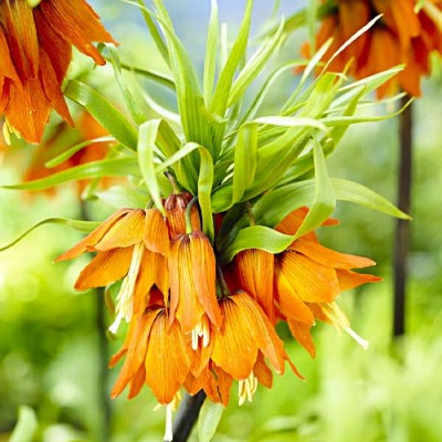 Фрітилярія Imperialis Prolifera