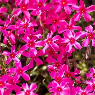 Флокс Atropurpurea